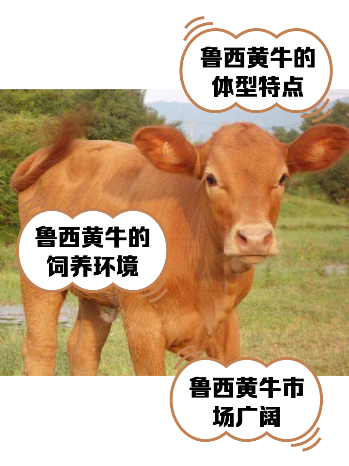 黄南最新医保取现黄牛方法分析(最方便真实的黄南医保取现黄牛怎么取方法)